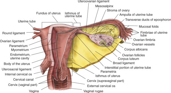 卵巢、輸卵管、子宮解剖示意圖‧