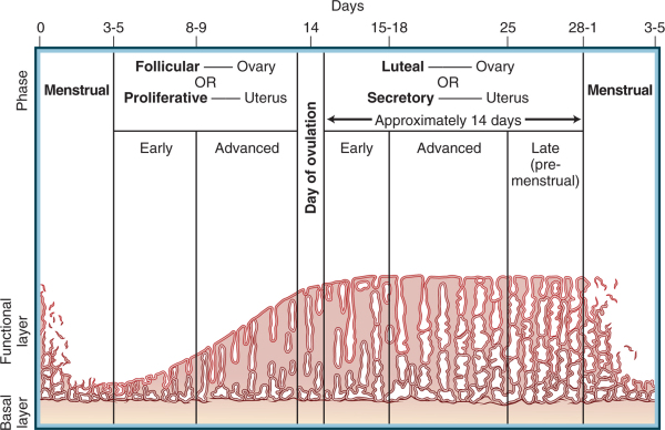女性子宮週期Phase of the uterine cycle中，子宮內膜變化